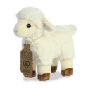 Lamb - Eco Nation