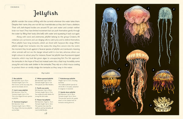 Oceanarium - Junior Edition