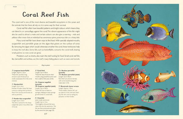 Oceanarium - Junior Edition